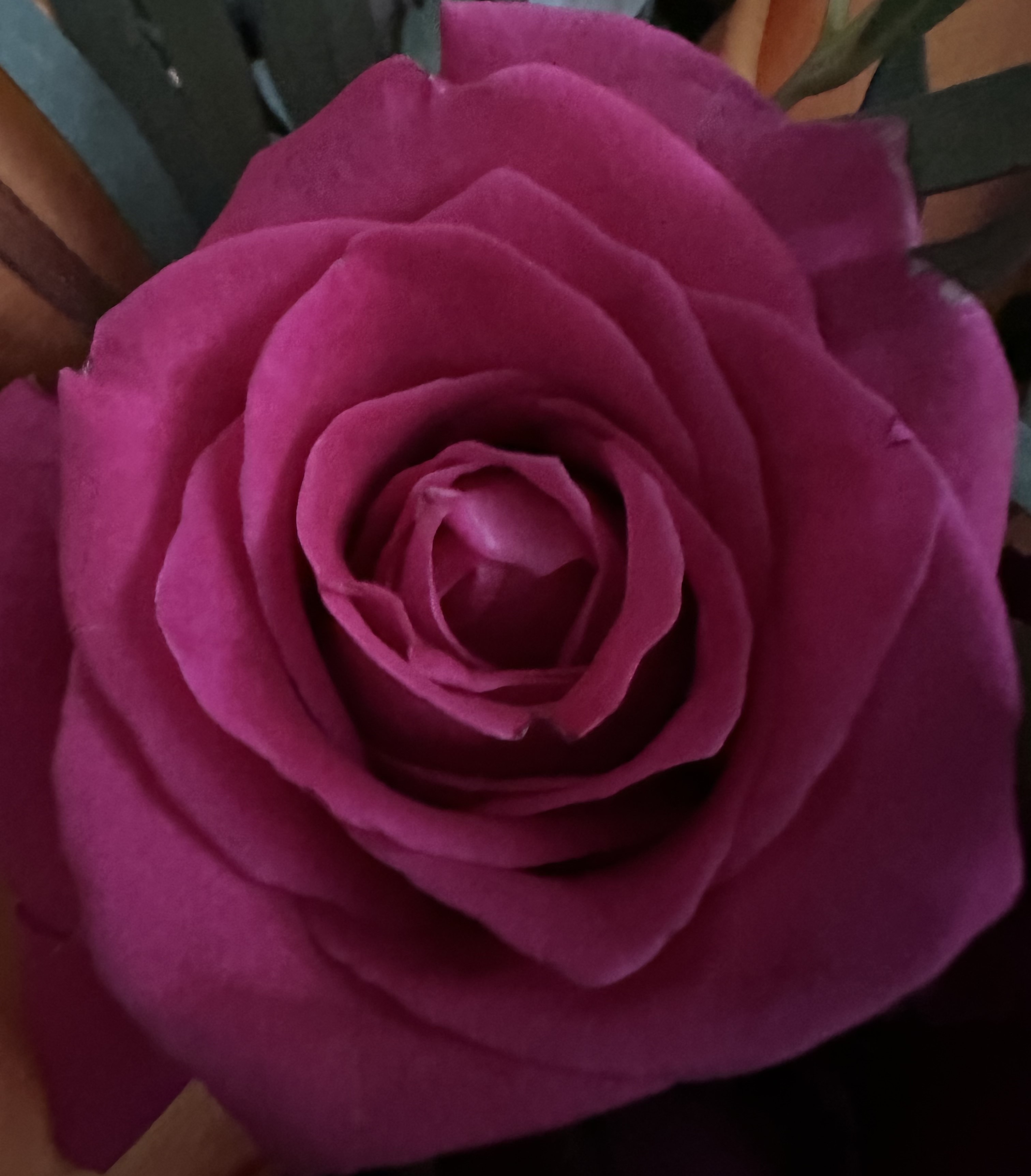 HOT PINK ROSE